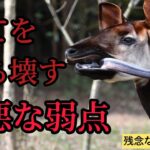 オカピ警戒心強いが最悪な弱点のせいでよく襲われる