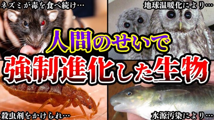 【ゆっくり解説】突然変異か!?人間のせいで強制的に進化させられた生物がヤバすぎる…!!!【遺伝子変異】