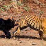 SLOTH BEAR ─ World’s Deadliest Bear! Sloth Bear vs Tigers and Humans