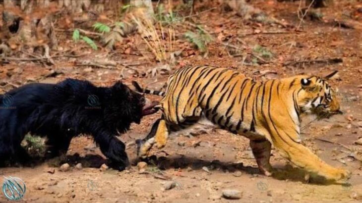 SLOTH BEAR ─ World’s Deadliest Bear! Sloth Bear vs Tigers and Humans