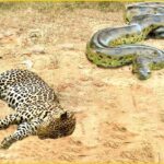 Scary! Venomous Python Defeats Leopard With Horrible Bites