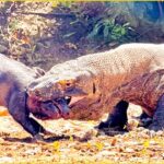 Komodo Dragon Pays Dearly When It Tries To Swallow Wild Boar, What Happens Next In Animal World?