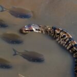 Piranha Swarm Will Kill Giant Anaconda