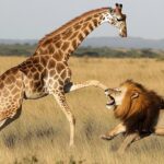 12 Animals That Can Kill Lion | The Wild’s Deadliest Warriors