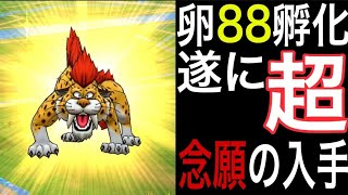 【ドラクエウォーク】使えるキラパンなのか？遂に卵88孵化で「超」を獲得し歓喜した男の話【仲間モンスター】