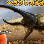 【第２回】視聴者のカブトムシ紹介！ヘラクレスオオカブトきたｗｗｗ