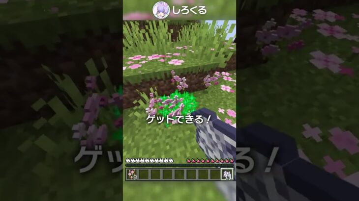 【1.20】桜の無限増殖装置の作り方！【マイクラ豆知識 解説 裏技】