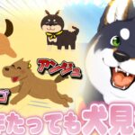 在籍4年たっても犬見知りを克服できない黒井しば【にじさんじ/切り抜き】