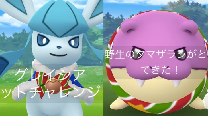 【ポケモンGO 雑談】過去最高の奇跡！？まさかのタイミングで色違いグレイシアと色違いタマザラシが現る・・！【色違いポケモン報告・ウィンターイベント・コミュニティデイ・上限解放】