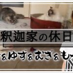 釈迦家の休日～とと＆ゆず＆むぎ＆もっぷ～