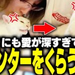 愛猫むぎから、本気のカウンターを食らう釈迦