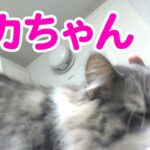 【猫】モカちゃんに遊ばれる関さん【StylishNoob】