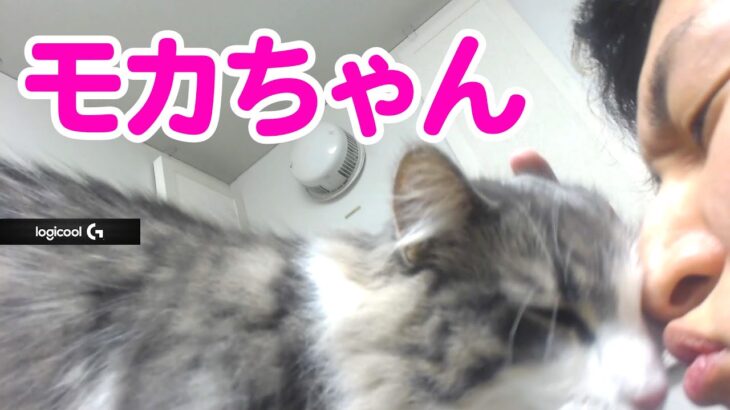 【猫】モカちゃんに遊ばれる関さん【StylishNoob】