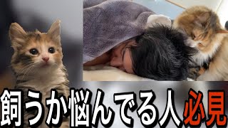 【必見】猫飼いたい人の背中を後押ししたいスタヌ【Stylishnoob/モカちゃん】【癒し】【スタヌ切り抜き】