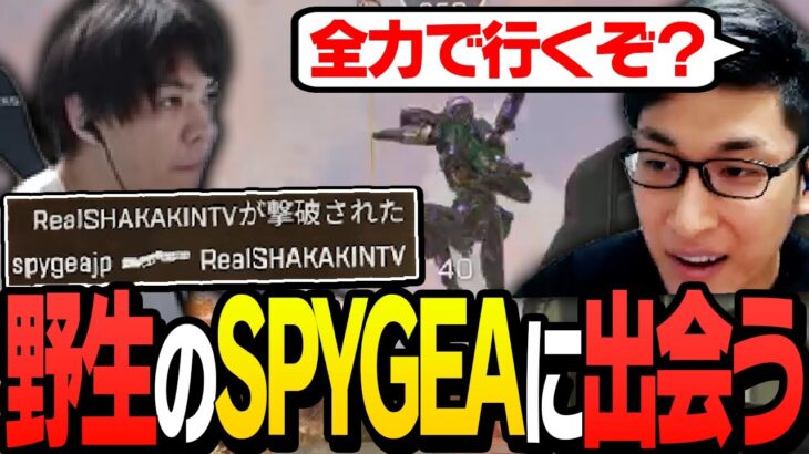 釈迦、SPYGEAが奇跡的に同じマッチに参戦していることを知った関【ApexLegends】