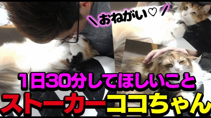 【猫】ストーカー愛猫ココちゃんからお願いをされる関優太【切り抜き】