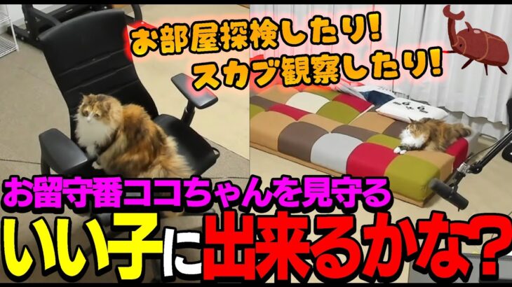 【猫】ランニングに行ってしまった関優太を部屋で一人で待つココちゃんを見守る【切り抜き】