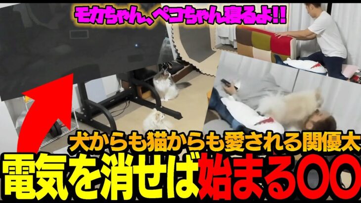 【猫・犬】おねむな関優太と一緒に寝たいけど電気を消しても元気いっぱいな愛猫・愛犬【切り抜き】