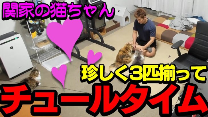 【猫】チュールタイム愛猫に翻弄される関優太【関優太/切り抜き】