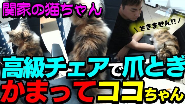 【猫】ゲームしたい関優太と椅子に座りたいココちゃん。【関優太/切り抜き】