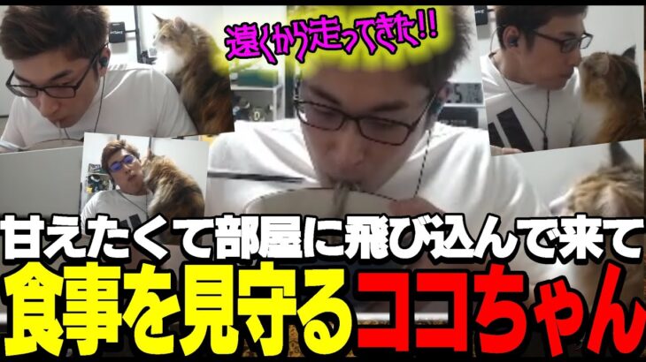 【猫】食事する関優太に甘えたくてダッシュで部屋に入り込むココちゃん【切り抜き】