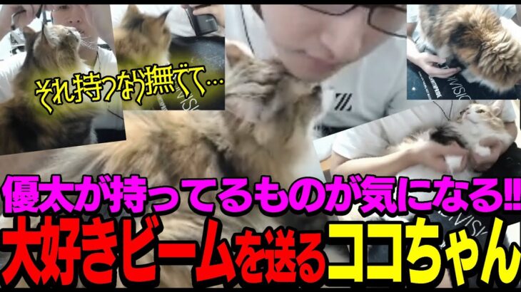 【猫】優太が持ってるものが気になるココちゃん【切り抜き】