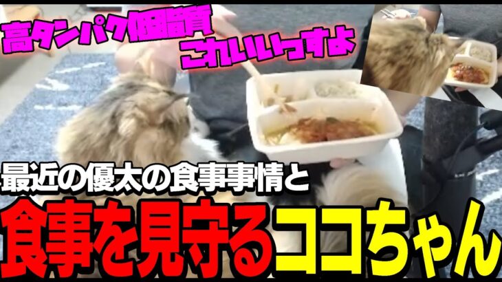 【猫】細くならずに体重落としたい優太の食事を見守るココちゃん【切り抜き】