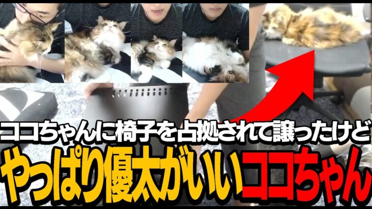 【猫】ココちゃんに椅子を占拠されたのでスポンサー冷蔵庫に座る関優太/でもやっぱり優太の上がいいココちゃん【切り抜き】