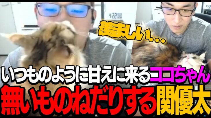 【猫】ココちゃんが退くまでゲームを我慢する優しい関優太【切り抜き】