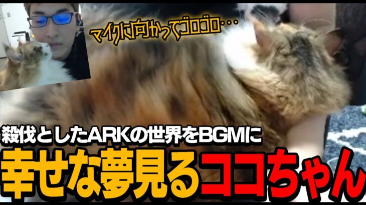 【猫】殺伐としたARKの世界をBGMにココちゃんに告白しようと思っている関優太【関優太/切り抜き】