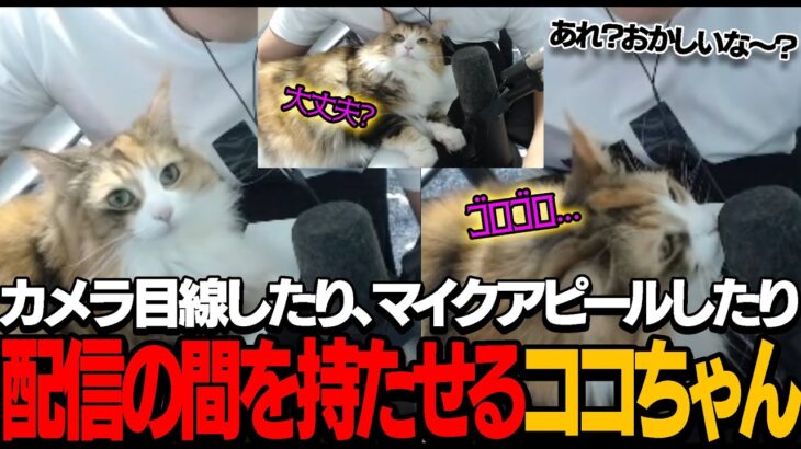 【猫】流出に怯える関優太の声に反応して癒やすココちゃん【切り抜き】