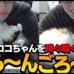 【猫】優太のことが大好きなココちゃんのヘソ天ゴロン【関優太/切り抜き】