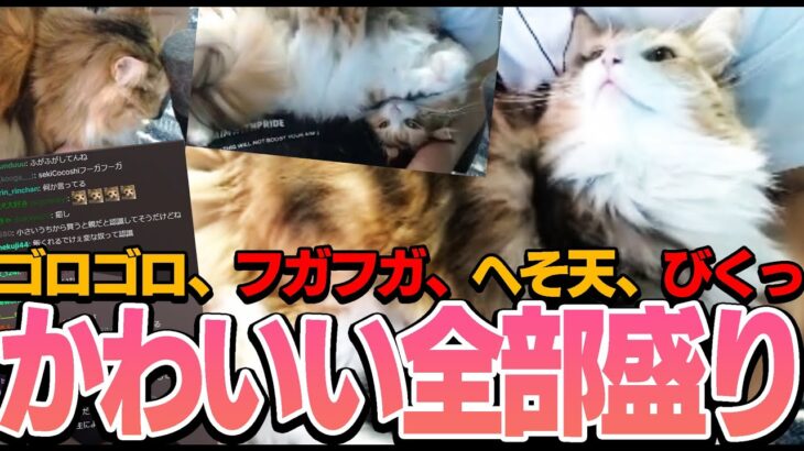 【猫】ココちゃんのフガフガ、優太のフガフガ。かわいい全部盛り。【関優太/切り抜き】