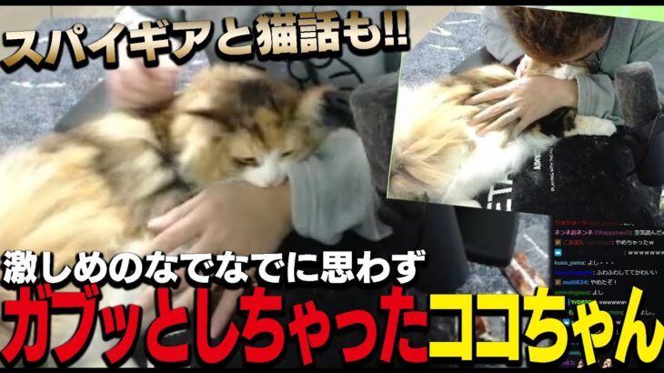 【猫】思わずガブッとするココちゃんとスパイギアと愛猫あるある話をする優太【関優太/切り抜き】