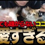 【猫】可愛すぎる猫。何やっても嫌がらないココちゃん【関優太/切り抜き】