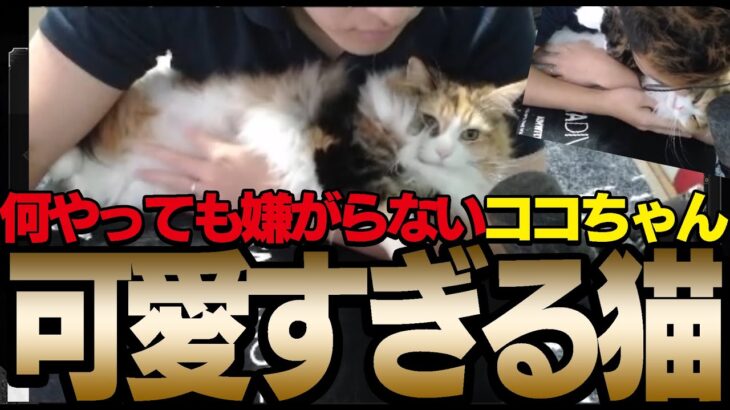 【猫】可愛すぎる猫。何やっても嫌がらないココちゃん【関優太/切り抜き】