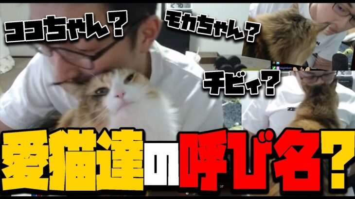 【猫】マイクに向かってゴロゴロ、ココちゃん！関家での愛猫たちの呼び名は？【関優太/切り抜き】