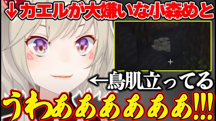 カエルが急に現れ動揺しすぎていないか疑うが明らかにいて叫ぶ小森めとｗｗｗ【小森めと/ぶいすぽ/切り抜き】