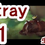 #1【Stray】猫ちゃんがサイバーシティを探索する『Stray』パペットマペット生配信🐮🐸【ゲーム】