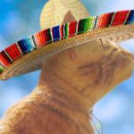 Goodbye Best Friend – Stray Mexican Cat [End]