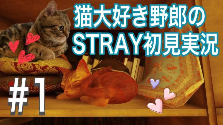 【Stray】猫大好き野郎の究極の猫ゲー初見攻略！！【ネタバレしたら出禁！！】