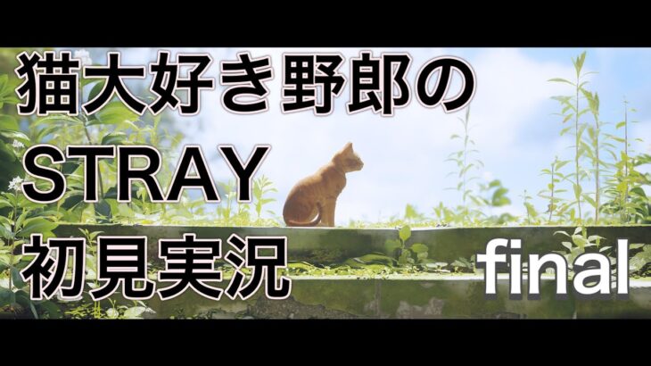 【Stray】猫大好き野郎の究極の猫ゲー初見攻略！！#3【ネタバレしたら出禁！！】