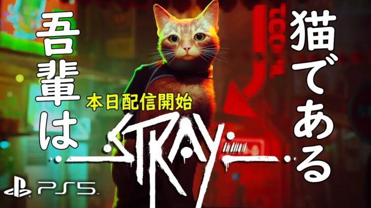 【Stray】注目作！本日発売！猫とロボットが異世界の謎を追う！クリアまで【PS5】