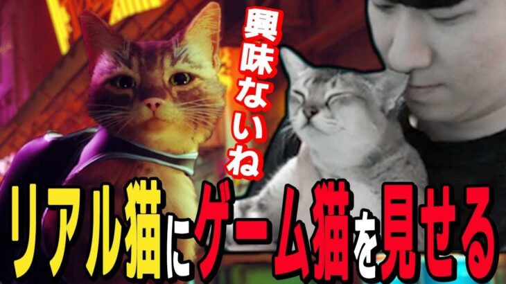【stray】ゲーム内の猫をリアル猫MUMUちゃんに見せるKH